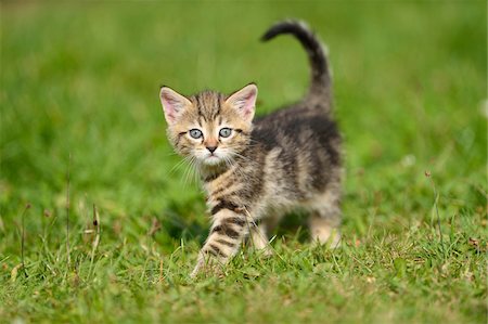 Close-up of Domestic Cat (Felis silvestris catus) Kitten on Meadow in Summer, Bavaria, Germany Stockbilder - Lizenzpflichtiges, Bildnummer: 700-07783968