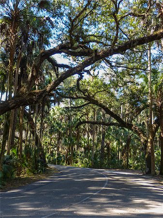 simsearch:700-00159970,k - Tree lined road with cypress trees, Highlands Hammock State Park, Sebring, Florida, USA Stock Photo - Rights-Managed, Code: 700-07802613