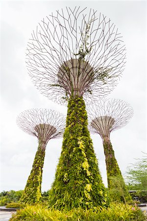 Supertree Grove, Gardens by the Bay, Singapore Photographie de stock - Rights-Managed, Code: 700-07802657