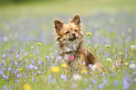 simsearch:700-06936072,k - Portrait of Chihuahua in Flower Meadow in Summer, Bavaria, Germany Photographie de stock - Rights-Managed, Code: 700-07802936