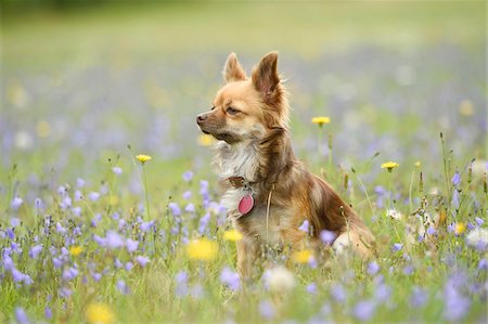 Portrait of Chihuahua in Flower Meadow in Summer, Bavaria, Germany Foto de stock - Con derechos protegidos, Código: 700-07802937