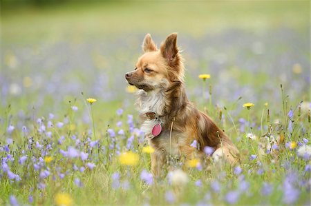 dog collar - Portrait of Chihuahua in Flower Meadow in Summer, Bavaria, Germany Stock Photo - Rights-Managed, Code: 700-07802937