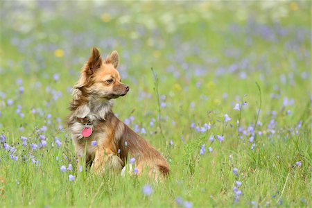 simsearch:700-07670712,k - Portrait of Chihuahua in Flower Meadow in Summer, Bavaria, Germany Photographie de stock - Rights-Managed, Code: 700-07802938