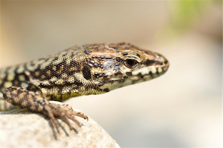 Close-up of Common Wall Lizard (Podarcis muralis) in Autumn, Lago di Garda, Italy Stock Photo - Rights-Managed, Code: 700-07810483