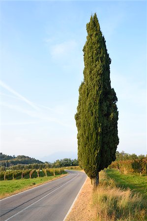 Landscape with Mediterranean Cypress (Cupressus sempervirens) beside Road in Autumn, Italy Stock Photo - Rights-Managed, Code: 700-07810571