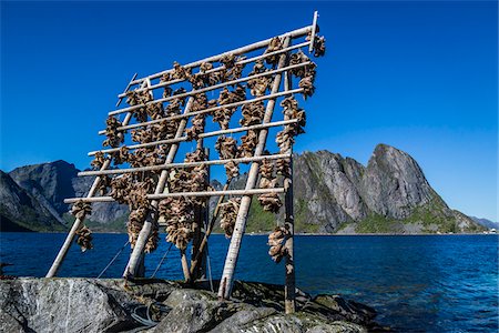 Drying cod fish heads, Sakrisoy, Moskenesoy island, Lofoten Archipelago, Nordland, Northern Norway, Norway Stock Photo - Rights-Managed, Code: 700-07849701