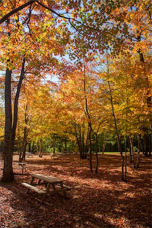 simsearch:600-07783639,k - Picnic bench in park with fall colours in autumn, Canada Foto de stock - Con derechos protegidos, Código: 700-07840764