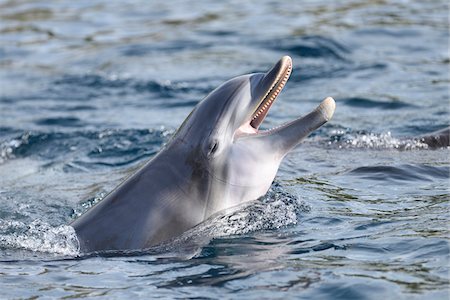 dolphin pictures - Close-up of Common Bottlenose Dolphin (Tursiops truncatus) in Autumn, Bavaria, Germany Stock Photo - Rights-Managed, Code: 700-07904555