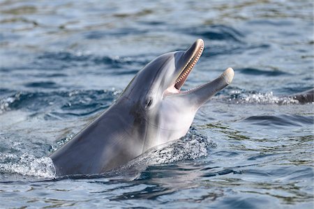 Close-up of Common Bottlenose Dolphin (Tursiops truncatus) in Autumn, Bavaria, Germany Stock Photo - Rights-Managed, Code: 700-07904555