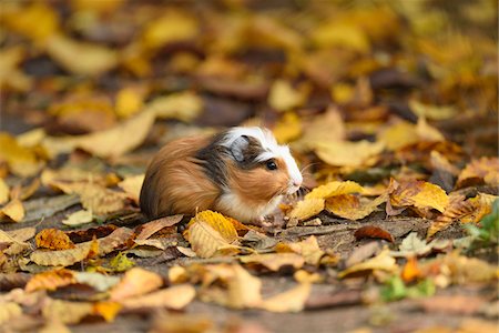 Portrait of Guinea Pig (Cavia porcellus) Outdoors in Autumn, Bavaria, Germany Stock Photo - Rights-Managed, Code: 700-07904556