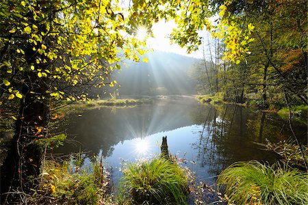 rheinland-pfalz - Pond with Sun in Autumn, Neudahner Weiher, Moosbach, Dahn, Dahner Felsenland, Pfalzerwald, Rhineland-Palatinate, Germany Stockbilder - Lizenzpflichtiges, Bildnummer: 700-07945005