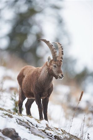 Close-up of an Alpine ibex (Capra ibex) in the Alps of Austria in winter, Styria, Austria Foto de stock - Con derechos protegidos, Código: 700-08006995