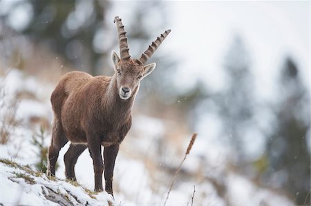 steiermark - Close-up of an Alpine ibex (Capra ibex) in the Alps of Austria in winter, Styria, Austria Photographie de stock - Rights-Managed, Code: 700-08006996