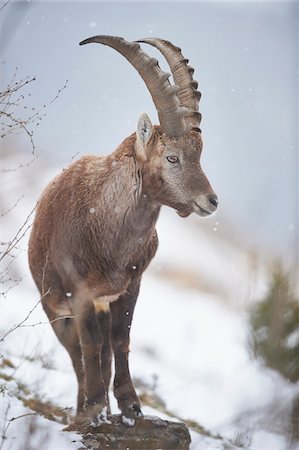 simsearch:700-08006999,k - Close-up of an Alpine ibex (Capra ibex) in the Alps of Austria in winter, Styria, Austria Stockbilder - Lizenzpflichtiges, Bildnummer: 700-08007000