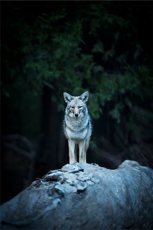 raro - Wild Coyote, Yosemite National Park, California, USA. Fotografie stock - Rights-Managed, Codice: 700-08002175