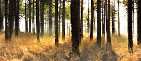 Pine forest at sunrise, Wareham Forest, Dorest, England. Stock Photo - Rights-Managed, Code: 700-08002176