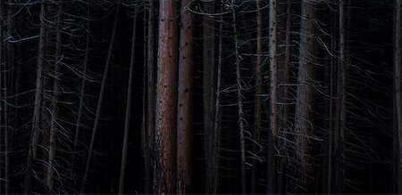 forest fire silhouette - Pine forest after forest fire, Wareham Forest, Doreset, England Stock Photo - Rights-Managed, Code: 700-08002177