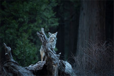 Wild Coyote, Yosemite National Park, California, USA. Foto de stock - Con derechos protegidos, Código: 700-08002173