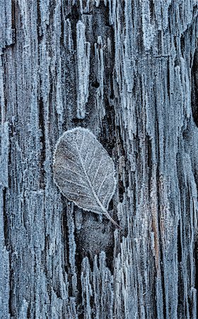 Close-up of frosted leaf on a tree trunk in winter, Wareham Forest, Dorset, England Foto de stock - Con derechos protegidos, Código: 700-08002185