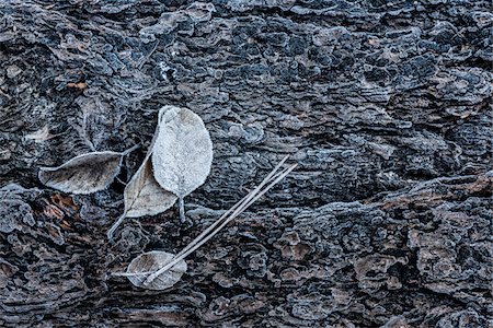 simsearch:700-06059821,k - Close-up of frosted leaves on a tree trunk in winter, Wareham Forest, Dorset, England. Foto de stock - Con derechos protegidos, Código: 700-08002182