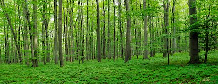 park panorama - European Beech (Fagus sylvatica) Forest in Spring with lush Green Foliage, Hainich National Park, Thuringia, Germany. Stock Photo - Rights-Managed, Code: 700-08002281