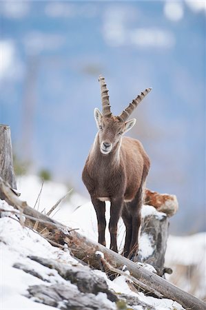 simsearch:700-02670347,k - Portrait of Alpine Ibex (Capra ibex) in Winter, Alps, Austria Photographie de stock - Rights-Managed, Code: 700-08022750