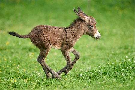 Portrait of One Week Old Donkey (Equus africanus asinus) Foal on Meadow in Summer, Upper Palatinate, Bavaria, Germany Foto de stock - Con derechos protegidos, Código: 700-08082845