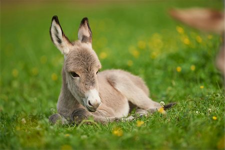 petit (jeune animal) - Portrait of 8 hour old Donkey (Equus africanus asinus) Foal on Meadow in Summer, Upper Palatinate, Bavaria, Germany Photographie de stock - Rights-Managed, Code: 700-08082847