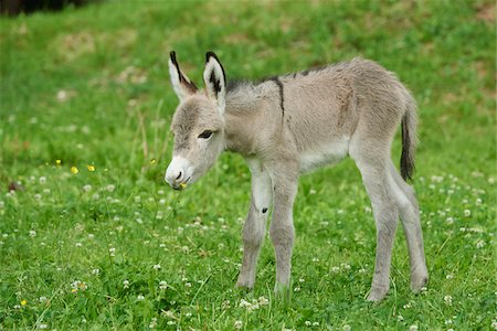 Portrait of 8 hour old Donkey (Equus africanus asinus) Foal on Meadow in Summer, Upper Palatinate, Bavaria, Germany Stock Photo - Rights-Managed, Code: 700-08082841