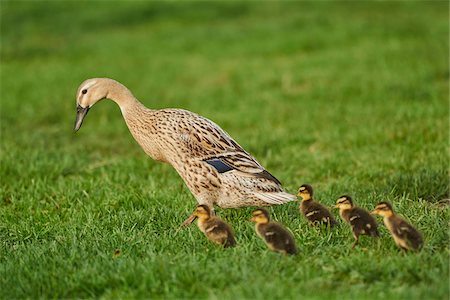 duck - Portrait of Indian Runner Duck (Anas platyrhynchos domesticus) Mother with Ducklings on Meadow in Summer, Upper Palatinate, Bavaria, Germany Stock Photo - Rights-Managed, Code: 700-08082850