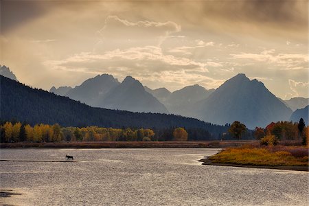 parc national du grand teton - Moose in Oxbow Bend of Snake River with Mt Moran in Autumn, Jackson, Grand Teton National Park, Wyoming, USA Photographie de stock - Rights-Managed, Code: 700-08082987