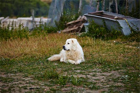 Maremma Sheepdog Guard Dog resting in Field, Campotosto, Gran Sasso e Monti della Laga National Park, L'Aquila, Abruzzo, Italy Stock Photo - Rights-Managed, Code: 700-08083003