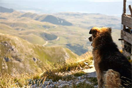 peter reali - Backview of dog looking out at the view from Gran Sasso mountain in summer, Gran Sasso and Monti della Laga National Park, Apennines, Abruzzo, Italy Foto de stock - Direito Controlado, Número: 700-08102713