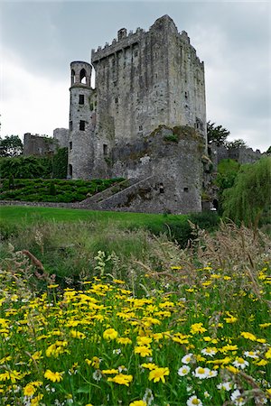 flower field dramatic - Yellow daisys in field with Blarney Castle, County Cork, Republic of Ireland Stock Photo - Rights-Managed, Code: 700-08102774