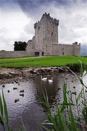 View of pond with swans, Ross Castle, Killarney National Park, County Kerry, Republic of Ireland Stockbilder - Lizenzpflichtiges, Bildnummer: 700-08102773