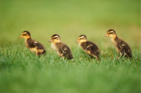 simsearch:700-06714181,k - Portrait of Indian Runner (Anas platyrhynchos domesticus) Ducklings on Meadow in Summer, Upper Palatinate, Bavaria, Germany Foto de stock - Con derechos protegidos, Código: 700-08102795