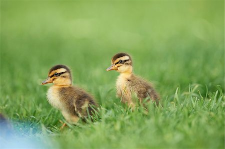 Portrait of Indian Runner (Anas platyrhynchos domesticus) Ducklings on Meadow in Summer, Upper Palatinate, Bavaria, Germany Stock Photo - Rights-Managed, Code: 700-08102796