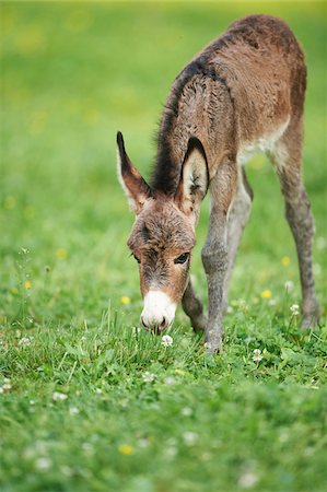 poulain - Portrait of One week old Donkey (Equus africanus asinus) Foal on Meadow in Summer, Upper Palatinate, Bavaria, Germany Photographie de stock - Rights-Managed, Code: 700-08102805