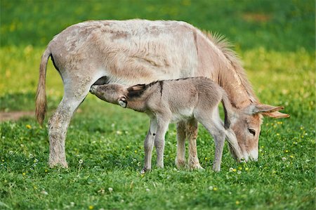 poulain - Portrait of Mother Donkey (Equus africanus asinus) with 8 hour old Foal on Meadow in Summer, Upper Palatinate, Bavaria, Germany Photographie de stock - Rights-Managed, Code: 700-08102802