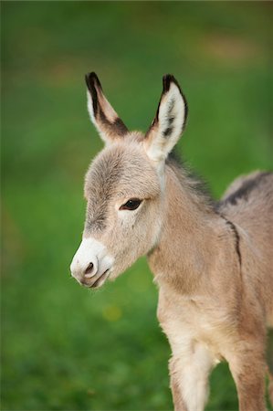 Close-up of 8 hour old Donkey (Equus africanus asinus) Foal on Meadow in Summer, Upper Palatinate, Bavaria, Germany Stock Photo - Rights-Managed, Code: 700-08102803