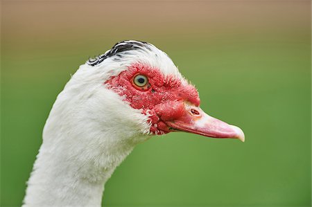 Portrait of Muscovy Duck (Cairina moschata) in Spring, Upper Palatinate, Bavaria, Germany Stock Photo - Rights-Managed, Code: 700-08102848