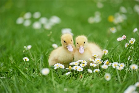 Muscovy Ducklings (Cairina moschata) on Meadow in Spring, Upper Palatinate, Bavaria, Germany Photographie de stock - Rights-Managed, Code: 700-08102855