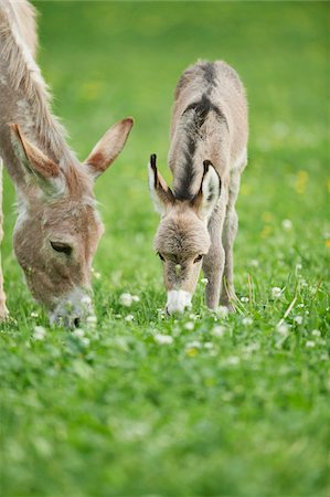 poulain - Close-up of Mother Donkey (Equus africanus asinus) with 8 hour old Foal on Meadow in Summer, Upper Palatinate, Bavaria, Gemrany Photographie de stock - Rights-Managed, Code: 700-08102850