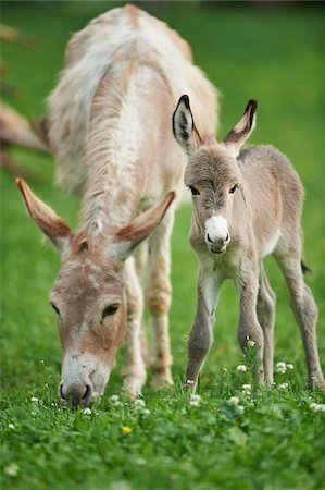 puledro - Portrait of Mother Donkey (Equus africanus asinus) with 8 hour old Foal on Meadow in Summer, Upper Palatinate, Bavaria, Gemrany Fotografie stock - Rights-Managed, Codice: 700-08102851