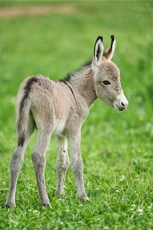 equus africanus asinus - Portrait of 8 Hour Old Donkey (Equus africanus asinus) Foal on Meadow in Summer, Upper Palatinate, Bavaria, Germany Photographie de stock - Rights-Managed, Code: 700-08102852