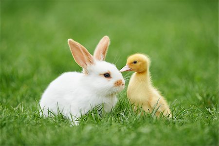 Muscovy Duckling (Cairina moschata) and Young Domestic Rabbit on Meadow in Spring, Upper Palatinate, Bavaria, Germany Foto de stock - Con derechos protegidos, Código: 700-08102934