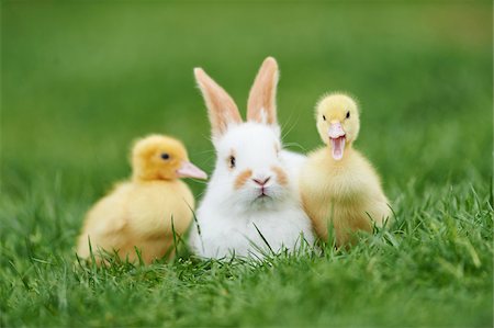 simsearch:700-06758319,k - Muscovy Ducklings (Cairina moschata) and Domestic Rabbit on Meadow in Spring, Upper Palatinate, Bavaria, Germany Photographie de stock - Rights-Managed, Code: 700-08102935