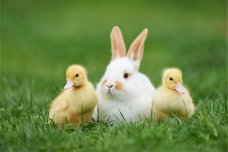 simsearch:6122-07698263,k - Muscovy Ducklings (Cairina moschata) and Domestic Rabbit on Meadow in Spring, Upper Palatinate, Bavaria, Germany Stock Photo - Rights-Managed, Code: 700-08102936