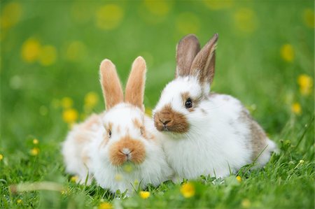 Two Domestic Rabbits on Meadow in Spring, Upper Palatinate, Bavaria, Germany Stockbilder - Lizenzpflichtiges, Bildnummer: 700-08102944