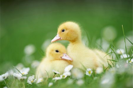 fuzzy - Muscovy Ducklings (Cairina moschata) on Meadow in Spring, Upper Palatinate, Bavaria, Germany Stock Photo - Rights-Managed, Code: 700-08102947